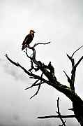 Caracara