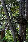 S&uuml;dlichster Wald