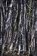 S&uuml;dlichster Wald