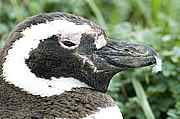 Pinguin