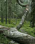 Gutulia