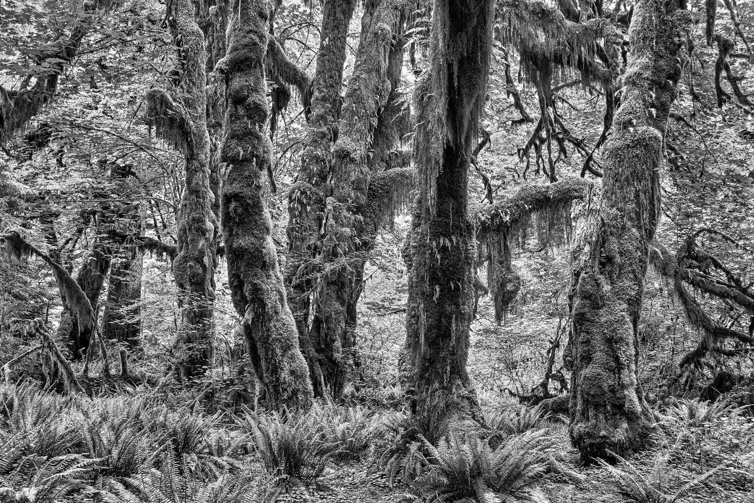 B&W - Schwarzweißfotos