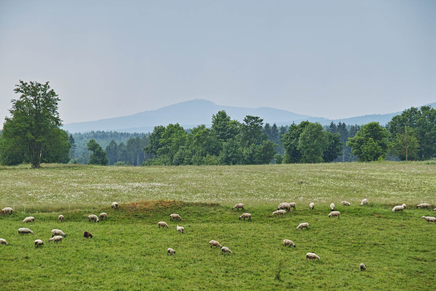 Harz