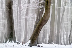 Eifel