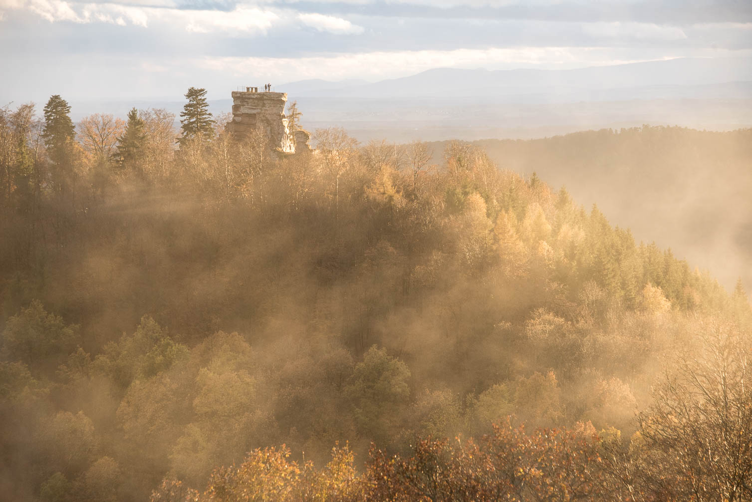 Pfälzer Wald