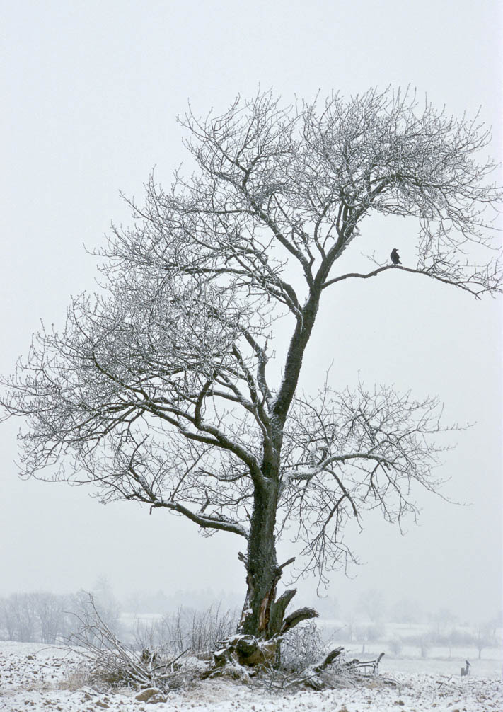 Bliesgau