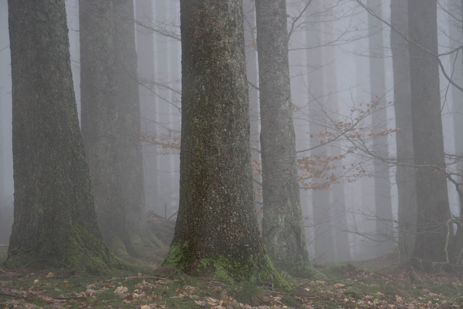 Hochwald