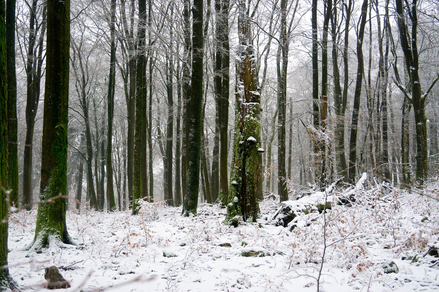 Hochwald