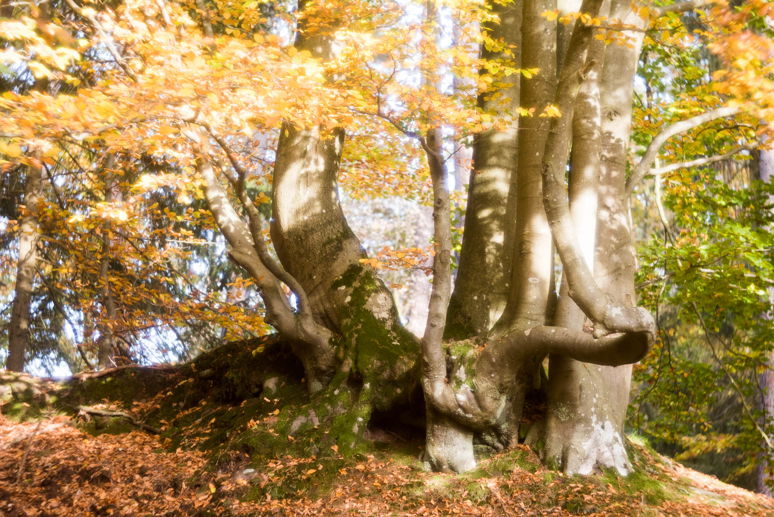 Hochwald