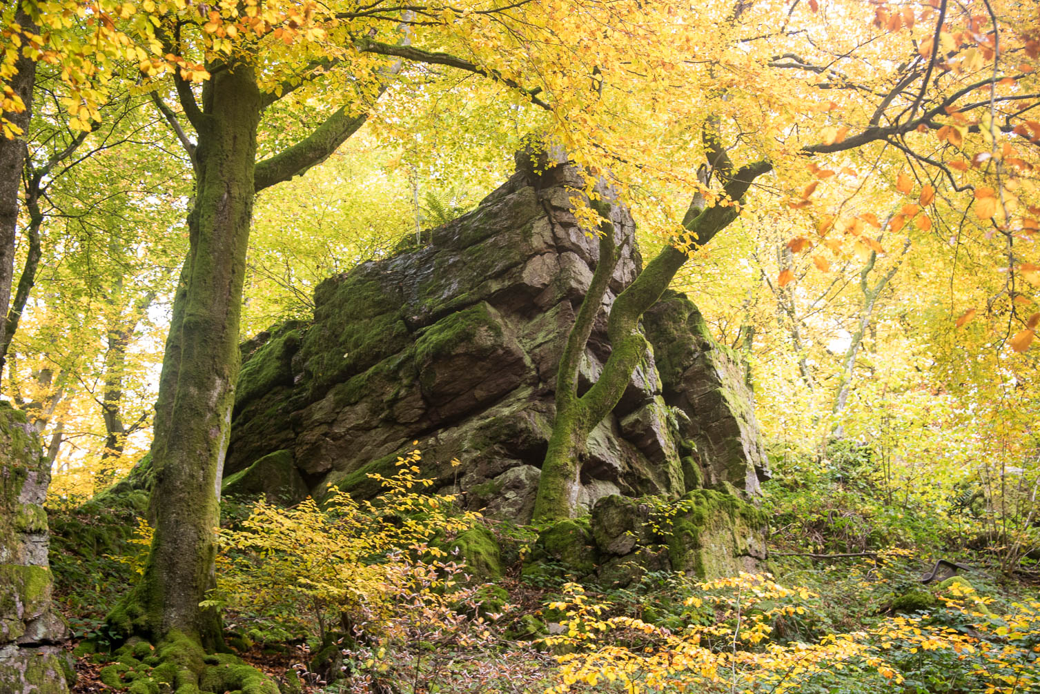 Hochwald