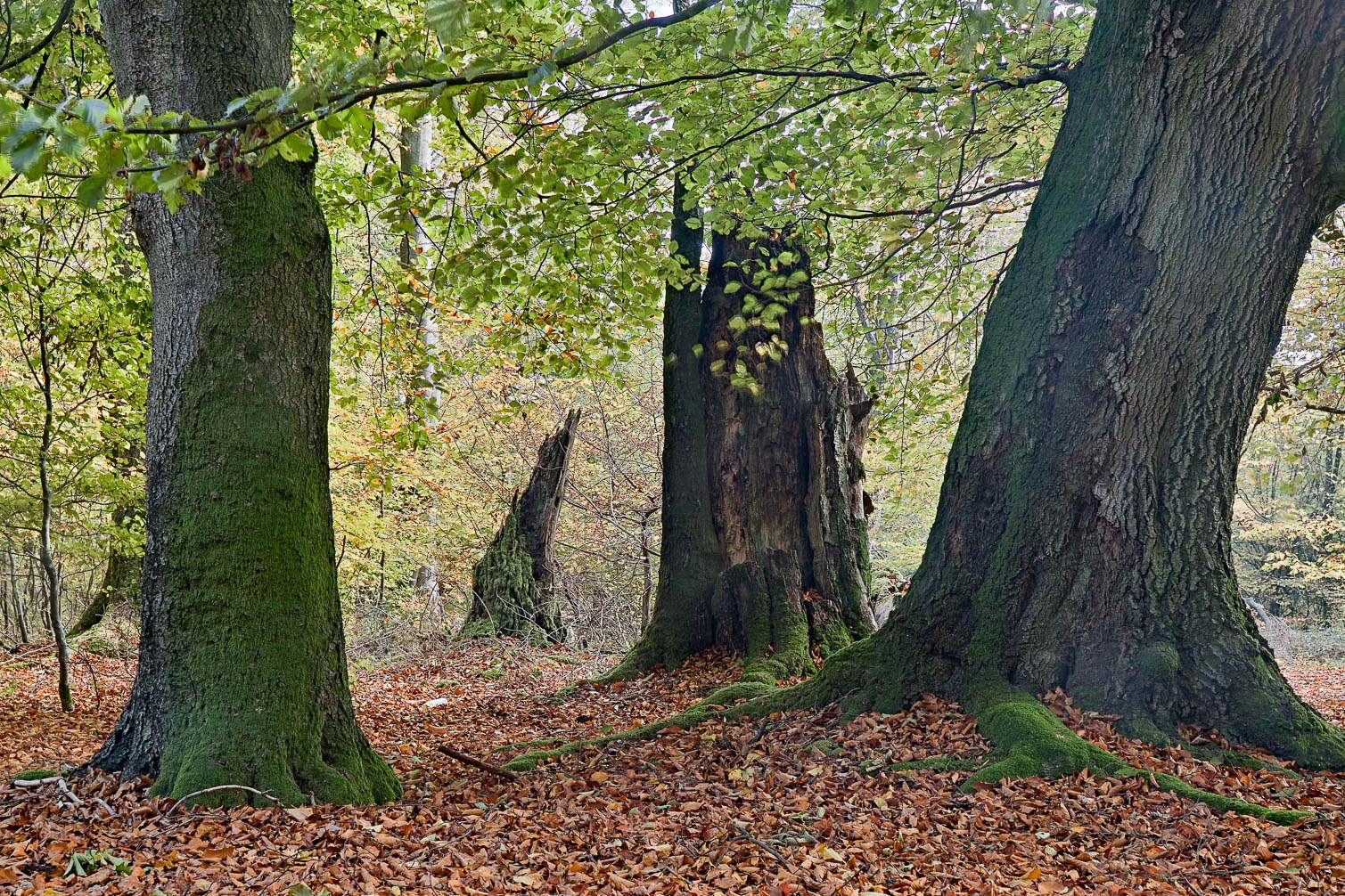 Sankt Wendel und Umgebung