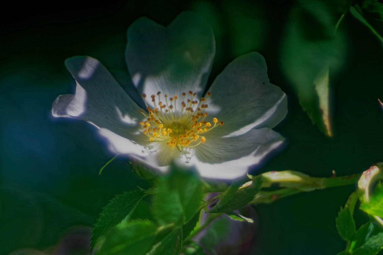 Blumen