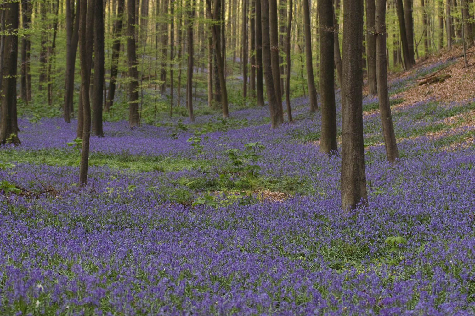 Nature