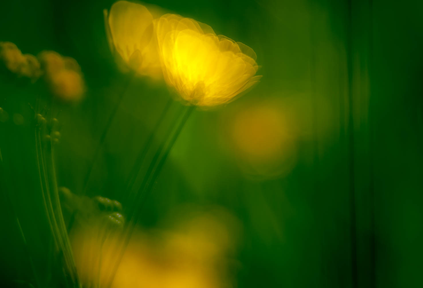 Blumen