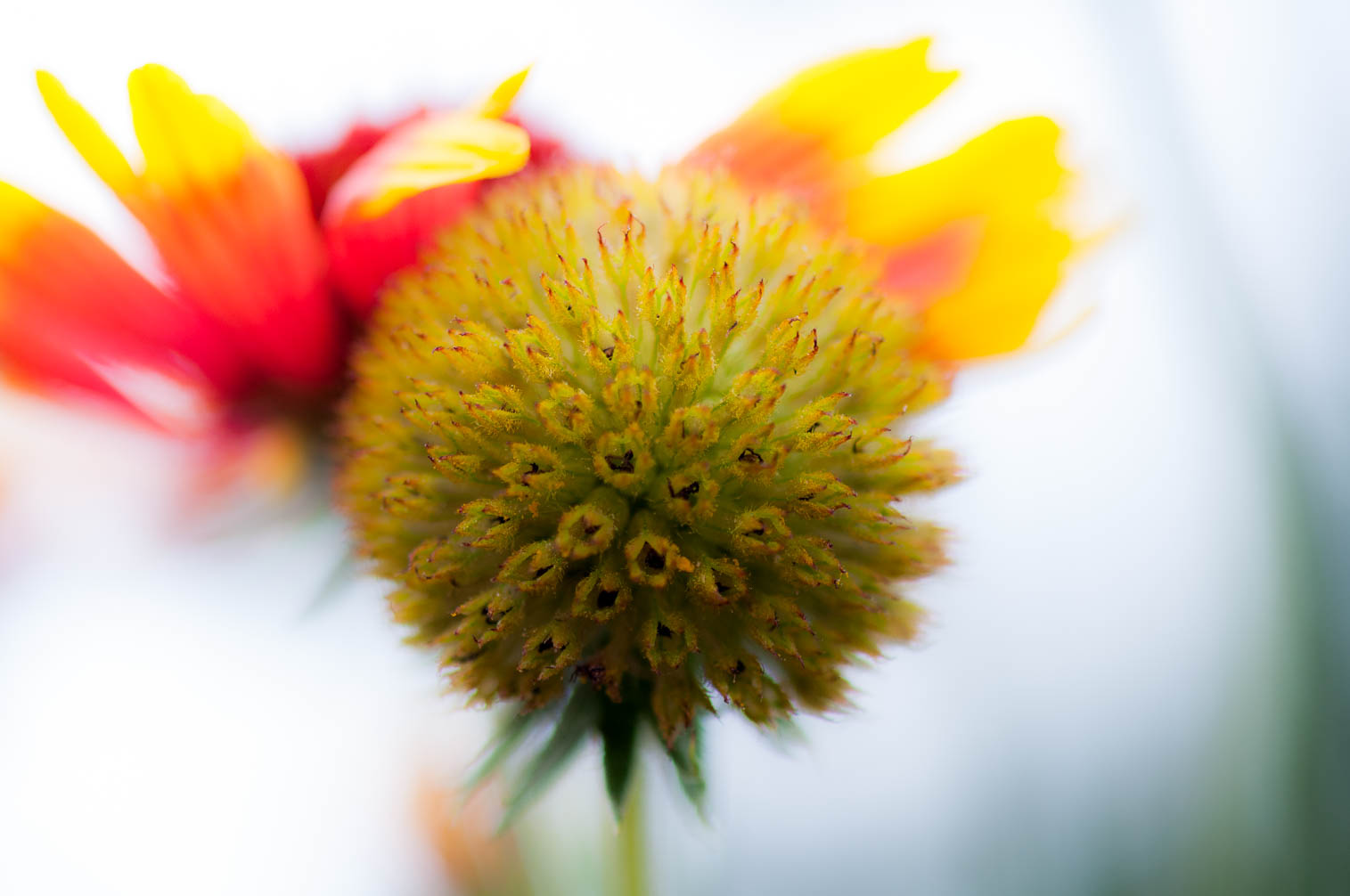 Blumen