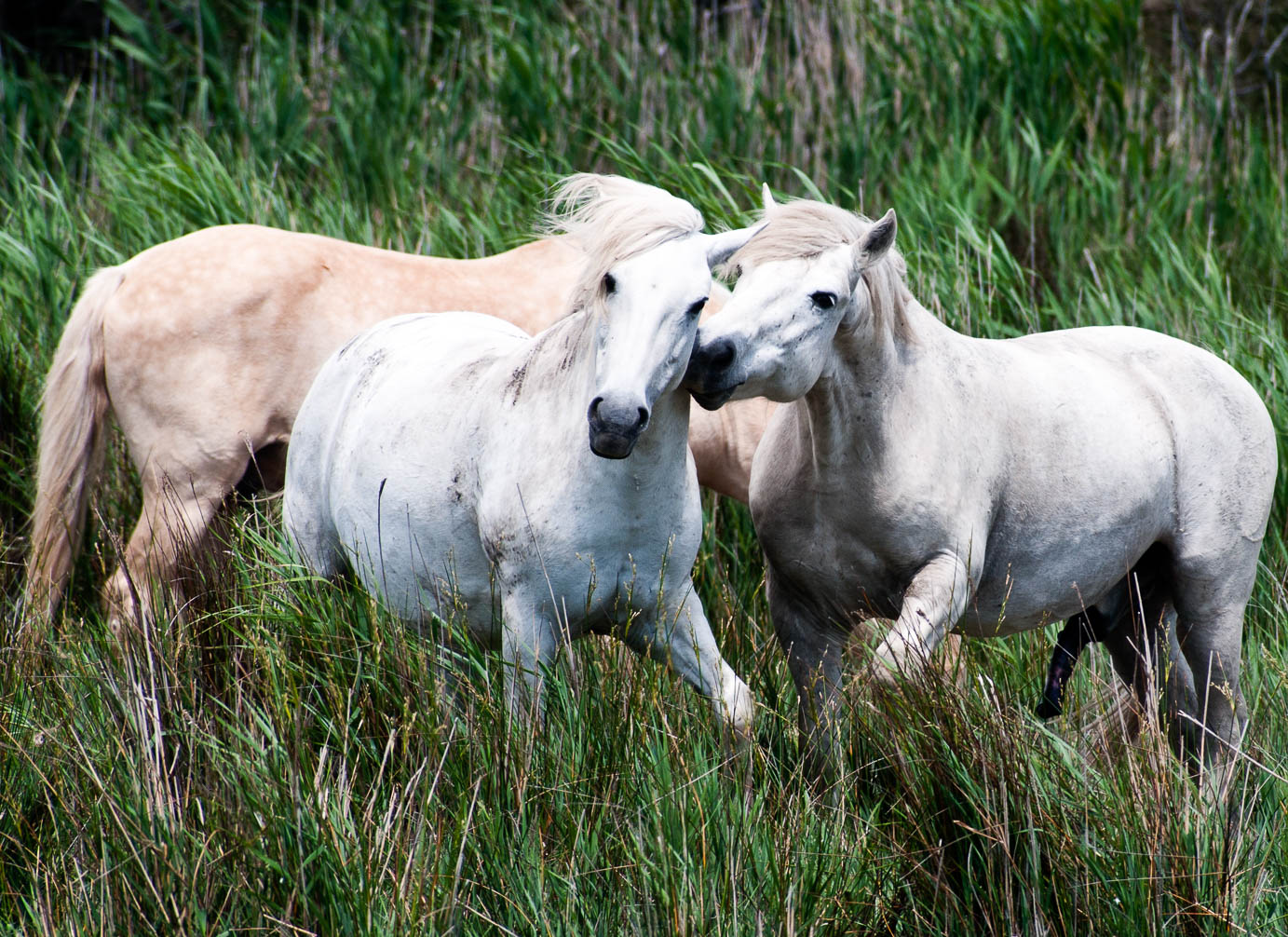 Mammals - Säugetiere