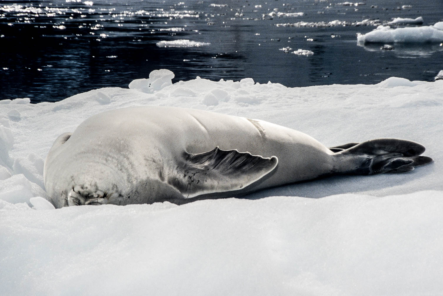 Antarctica - Antarktis