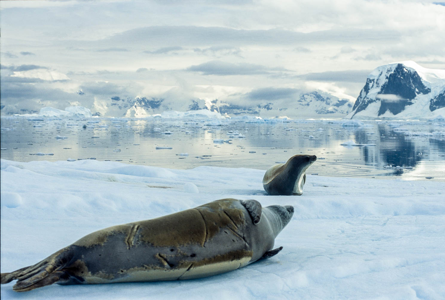 Antarctica - Antarktis