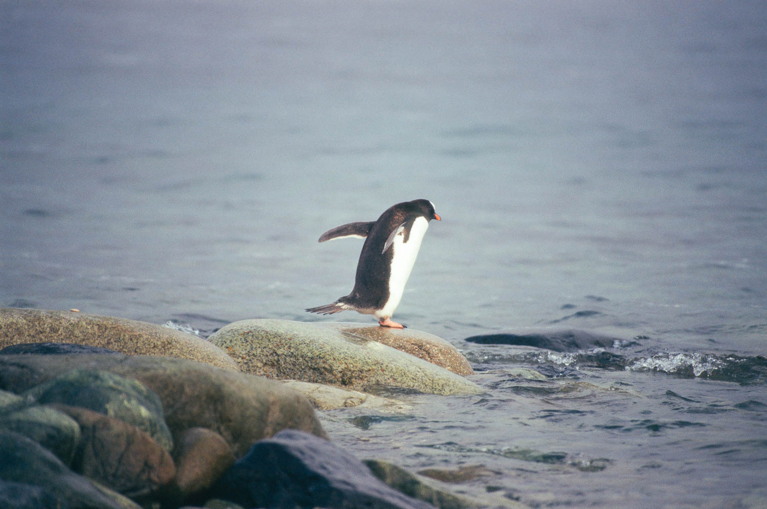 Antarctica - Antarktis