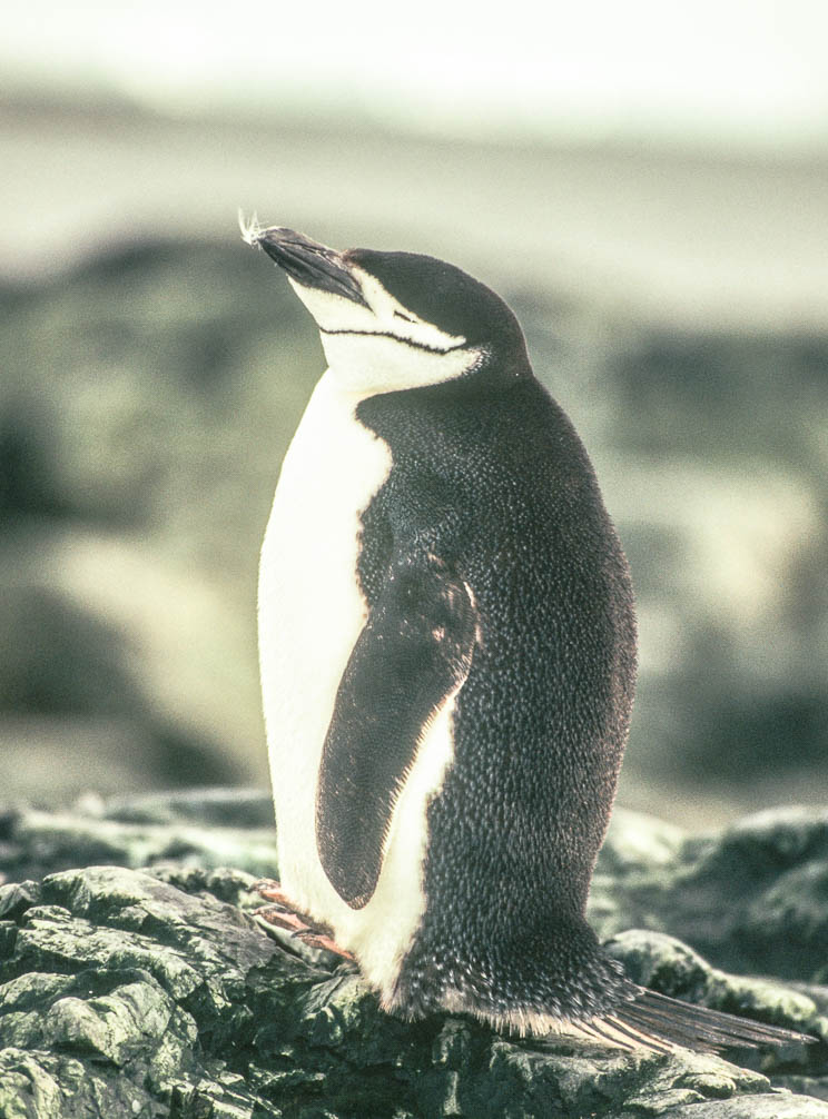 Antarctica - Antarktis