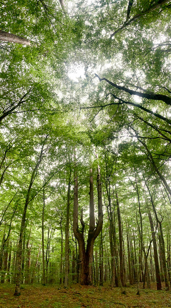 Bosnia, Hercegovina, Montenegro