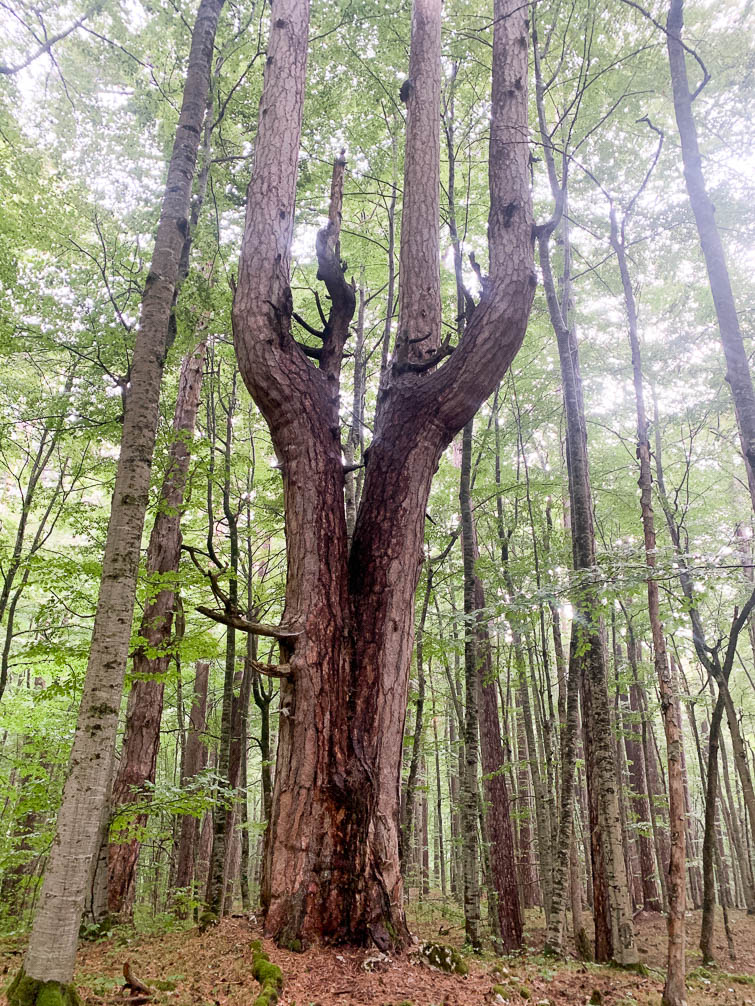 Bosnia, Hercegovina, Montenegro