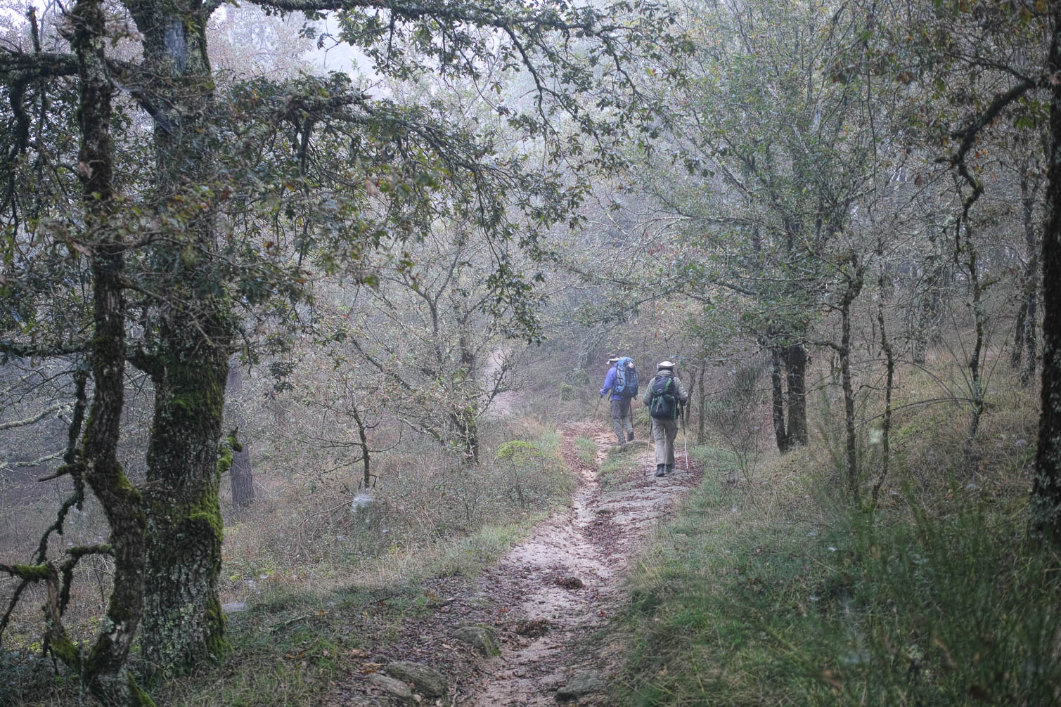 Camino de Santiago 