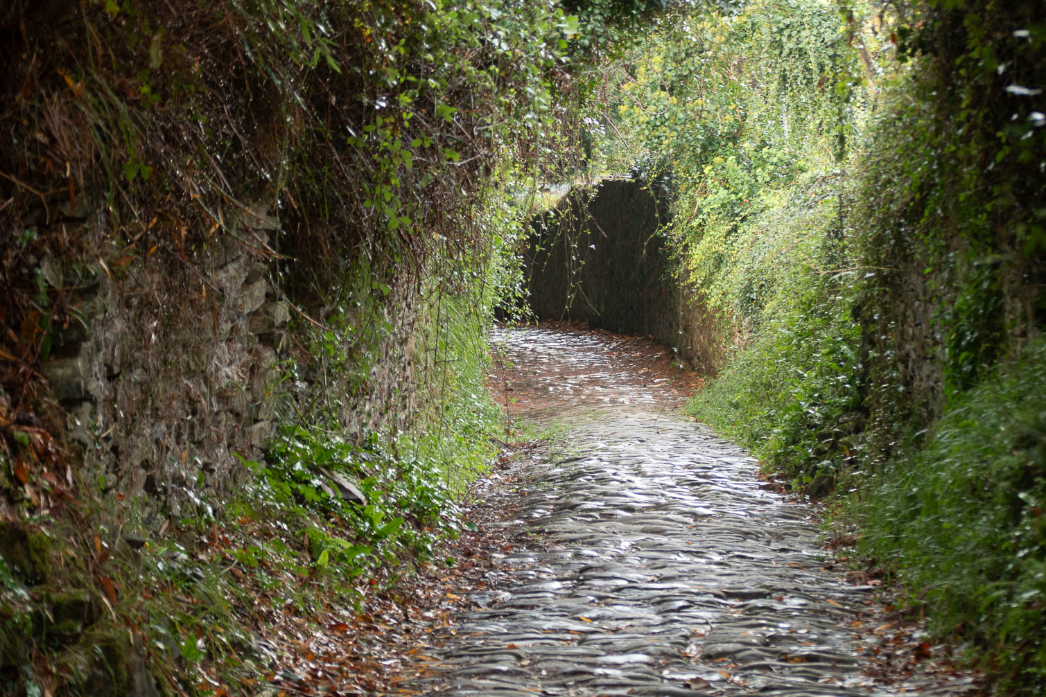Camino de Santiago 