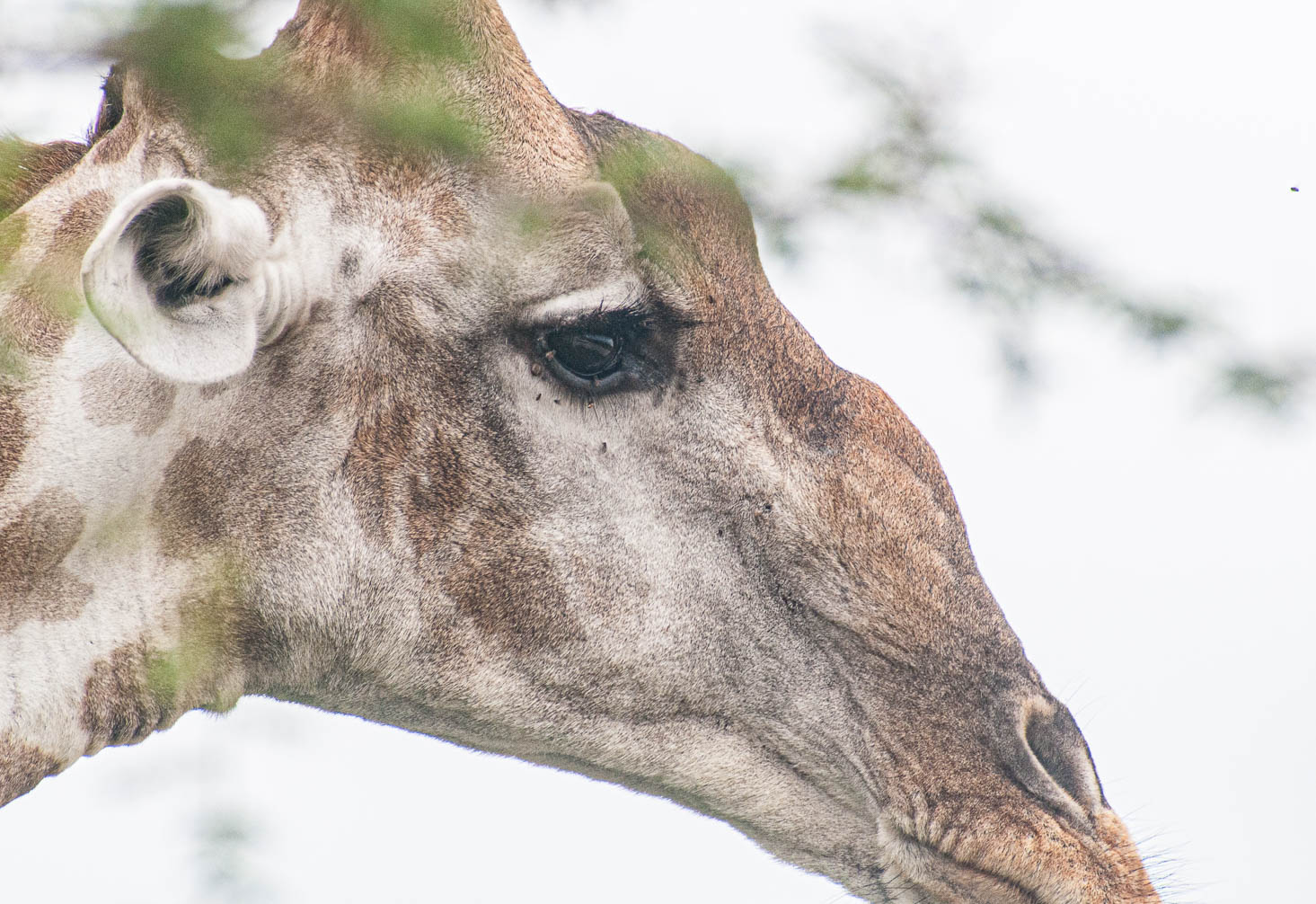 Namibia 2008 and 2012
