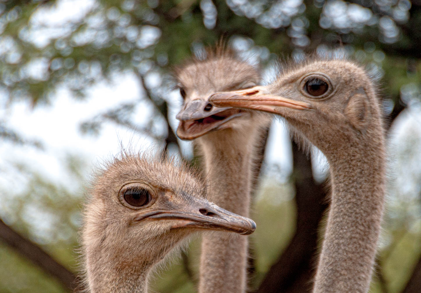 Namibia 2008 and 2012