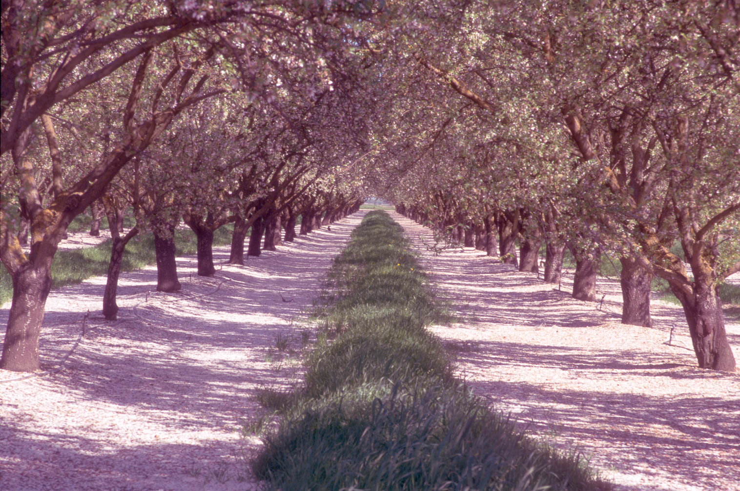 California